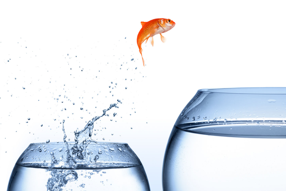 Image of goldfish jumping between 2 fish bowls