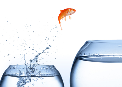 Image of goldfish jumping between 2 fish bowls